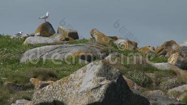 两只海鸥在草山的岩石上
